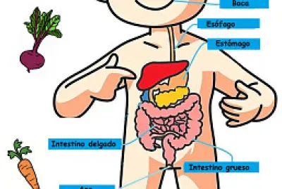 Sistema Digestivo jigsaw puzzle