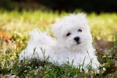 פאזל של Prueba 1