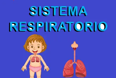 sistema respiratorio jigsaw puzzle