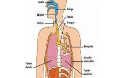 Aparato  respiratorio