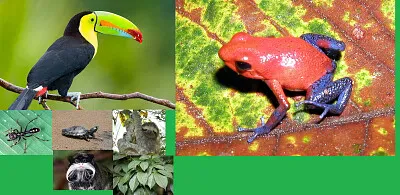 Naturaleza amazonas
