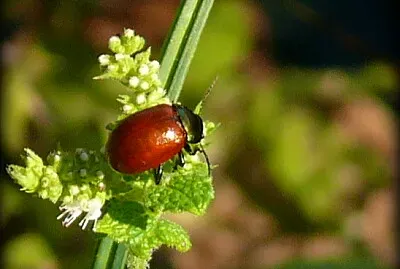 insecte