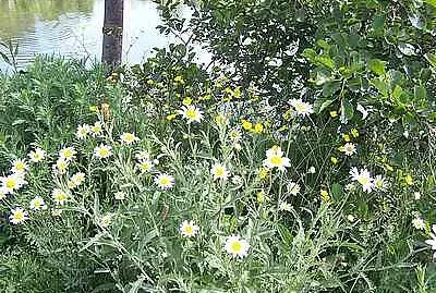 Wild Flowers