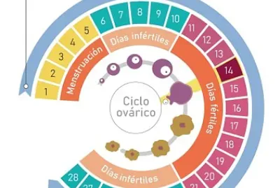 El ciclo menstrual