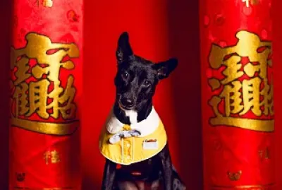 新年快樂 /小狗