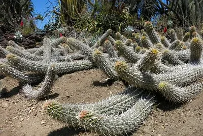 captus reptante jigsaw puzzle