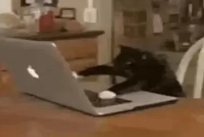 Gato negro trabajando