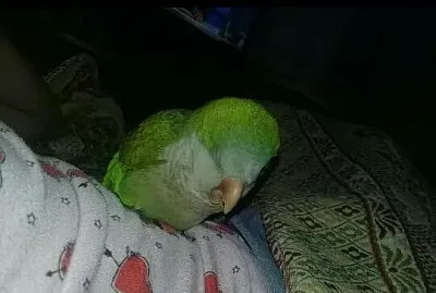 Cotorrita Argentina