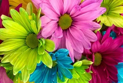 Flores