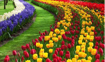 פאזל של Flores tulipanes