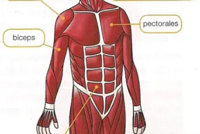 SISTEMA MUSCULAR