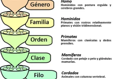 Taxonomia jigsaw puzzle
