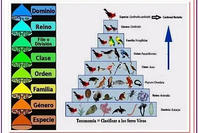 Taxonomía jigsaw puzzle
