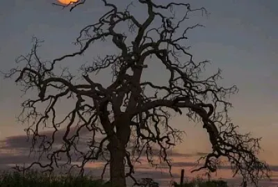 CENÁRIO K648 jigsaw puzzle