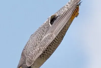 CENÁRIO K649 jigsaw puzzle