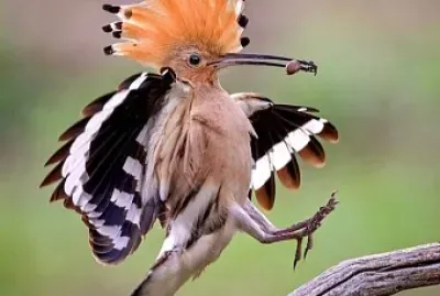 CENÁRIO K650 jigsaw puzzle