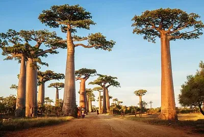 פאזל של imagem