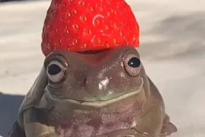 Animal