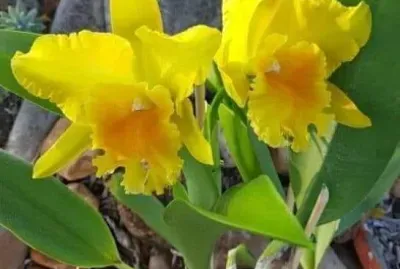 פאזל של imagem