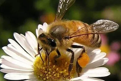 פאזל של imagem