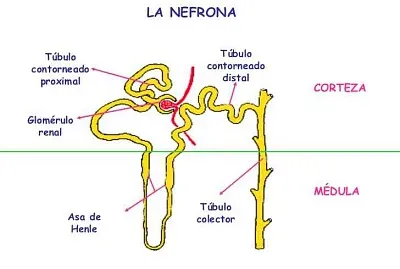 פאזל של circulación renal