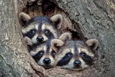 CENÁRIO K652 jigsaw puzzle