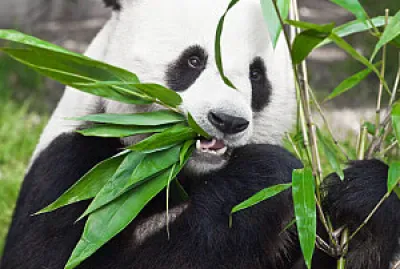 oso panda
