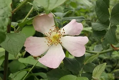 פאזל של rosa canina