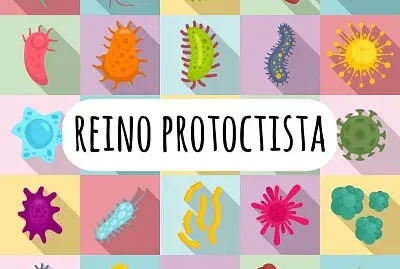 פאזל של Reino Protoctista