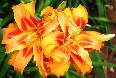 פאזל של imagem