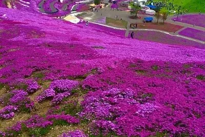 פאזל של imagem