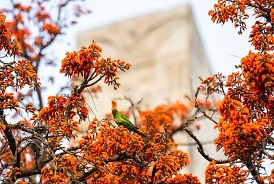 פאזל של imagem