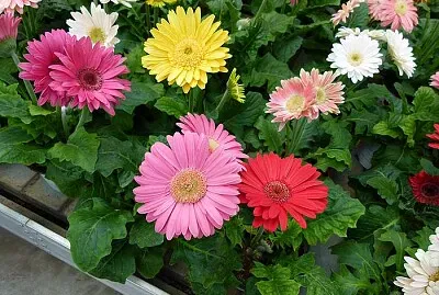 Gerberas de colores jigsaw puzzle