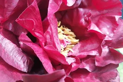 פאזל של magenta