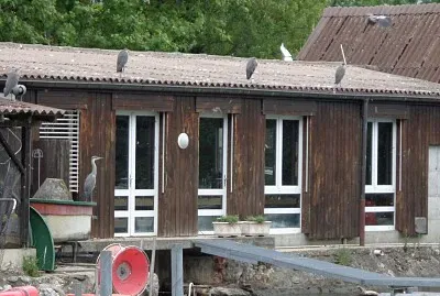 Hérons sur toit Auvernier