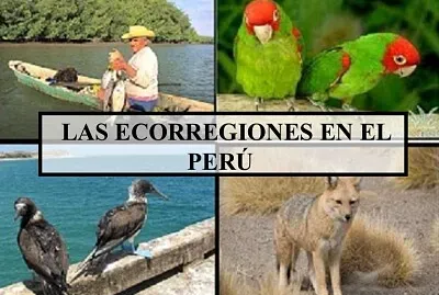 Arma el puzzle sobre las ecorregiones.