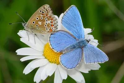 FLUTURI jigsaw puzzle