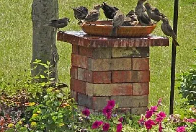 natureza jigsaw puzzle