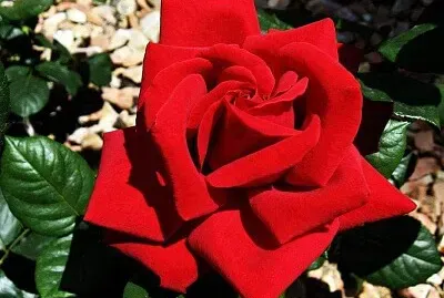 פאזל של imagem