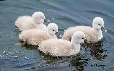 פאזל של imagem