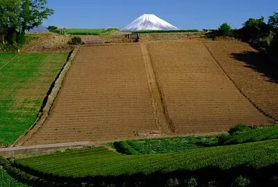 פאזל של imagem