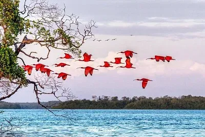 פאזל של imagem