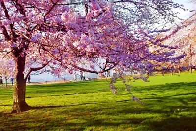 copac inflorit jigsaw puzzle