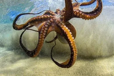 CENÁRIO K660 jigsaw puzzle