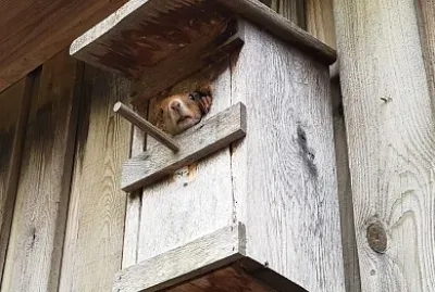 Squirrel in Birdhouse.