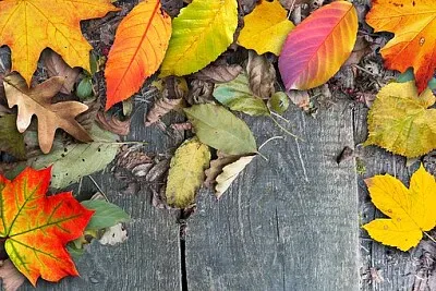 Toy jigsaw puzzle