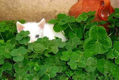 Mi gatito Dumas en Tréboles