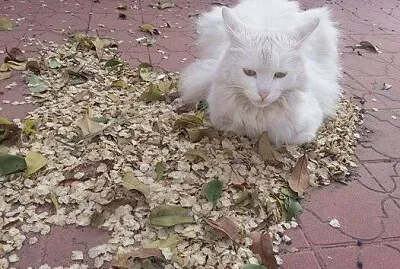 Mi gatito Dumas en Otoño