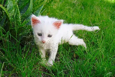 Mi gatito Dumas en Césped