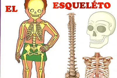 El esqueleto jigsaw puzzle